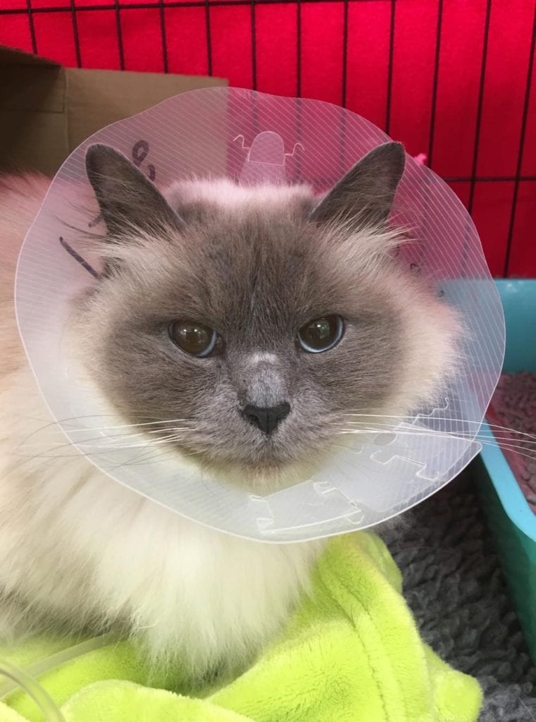 Maggie a few days after her surgery