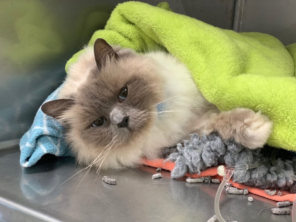 MIRACLE MAGGIE'S MEDICAL MYSTERY: SUBCUTANEOUS URETERAL BYPASS