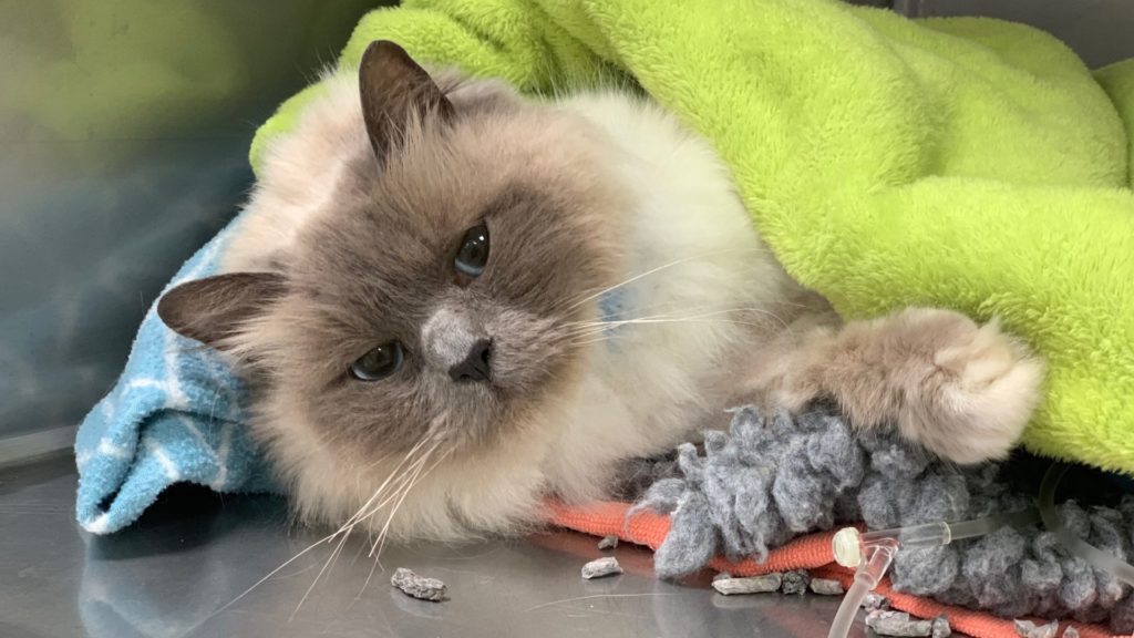 MIRACLE MAGGIE'S MEDICAL MYSTERY: SUBCUTANEOUS URETERAL BYPASS
