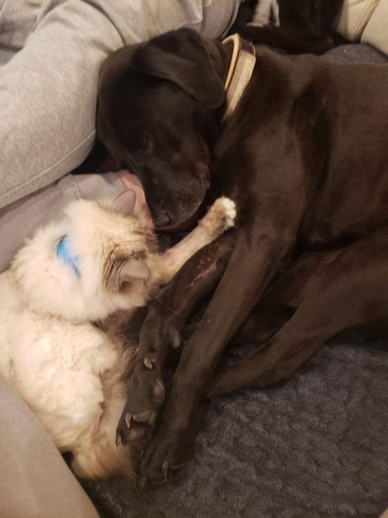 Maggie and her big sister Tess relaxing at home
