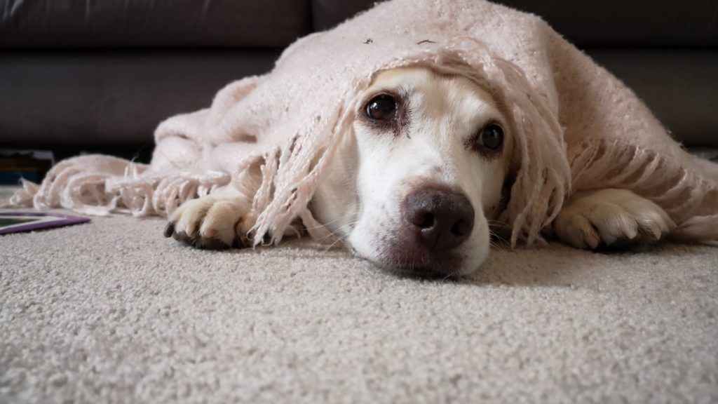 a dog hiding under a blanket