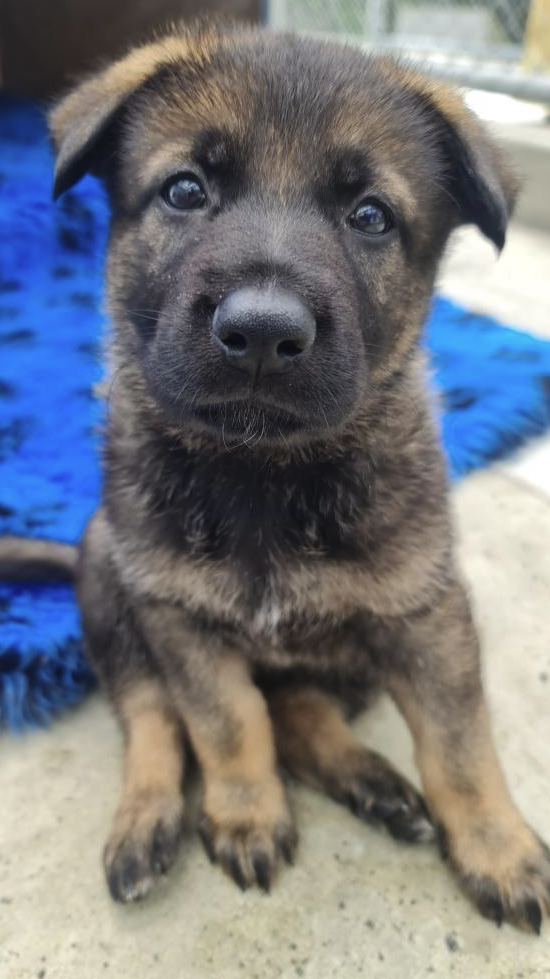 A gorgeous German Shepherd puppy is seated on the ground. He is one of Police Dog Vali's newest litter