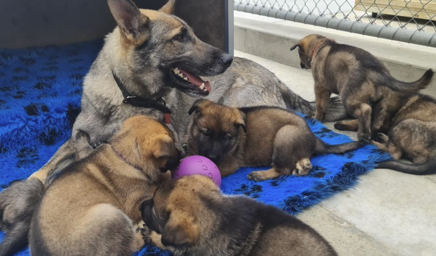 Va;i and her puppies at the dog training centre