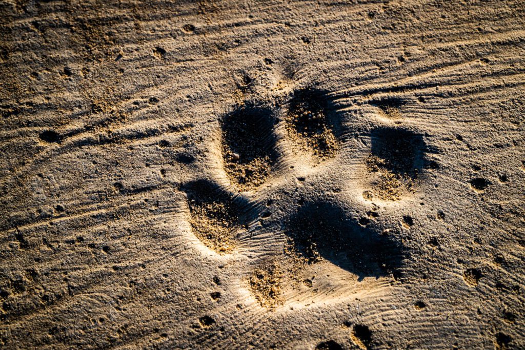 keep your pets paws healthy this summer and protect them from the hot asphalt and sand
