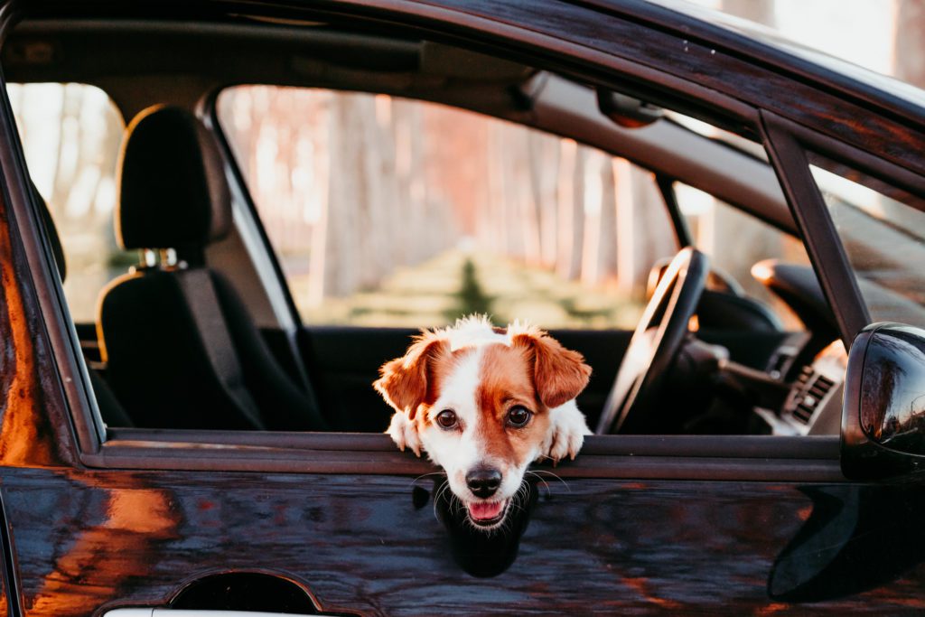 a cute dog in a car with the windows right down