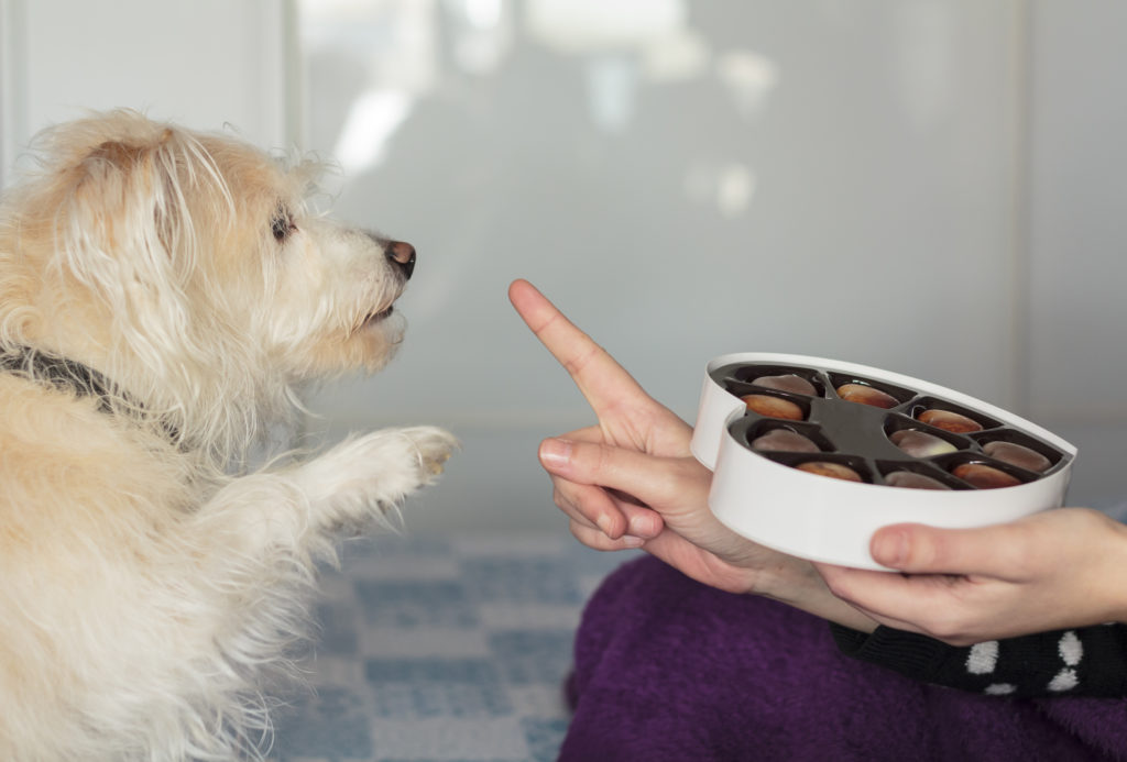 image shows a dog asking for chocolate, which is a toxic food for dogs