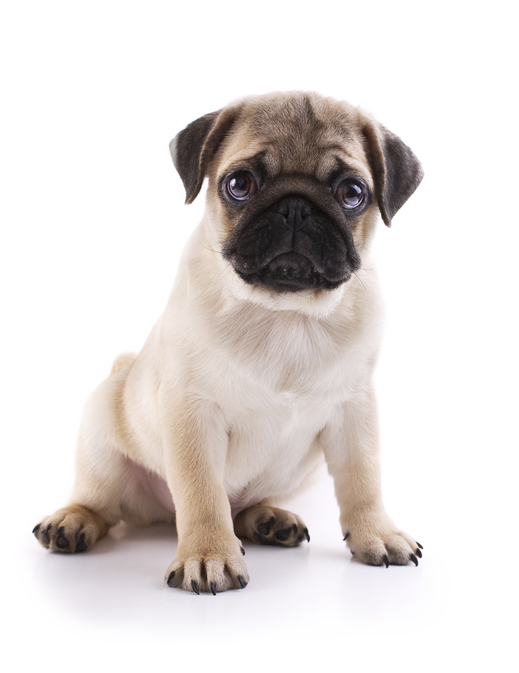 image of a pug puppy - an example of a dog breed at higher risk of heat stroke