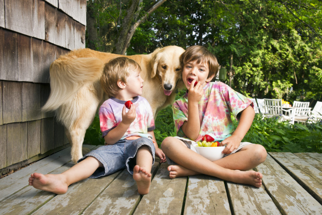 Images shows a dog with young boys and a fruit salad. The fruit salad contains grapes, which is a toxic food for dogs