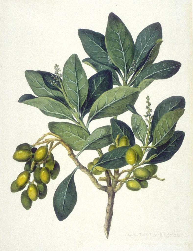 line drawing of Karaka tree leaves and berries which are toxic to dogs