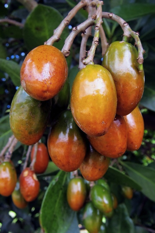 Karaka Berries - poisonous for dogs