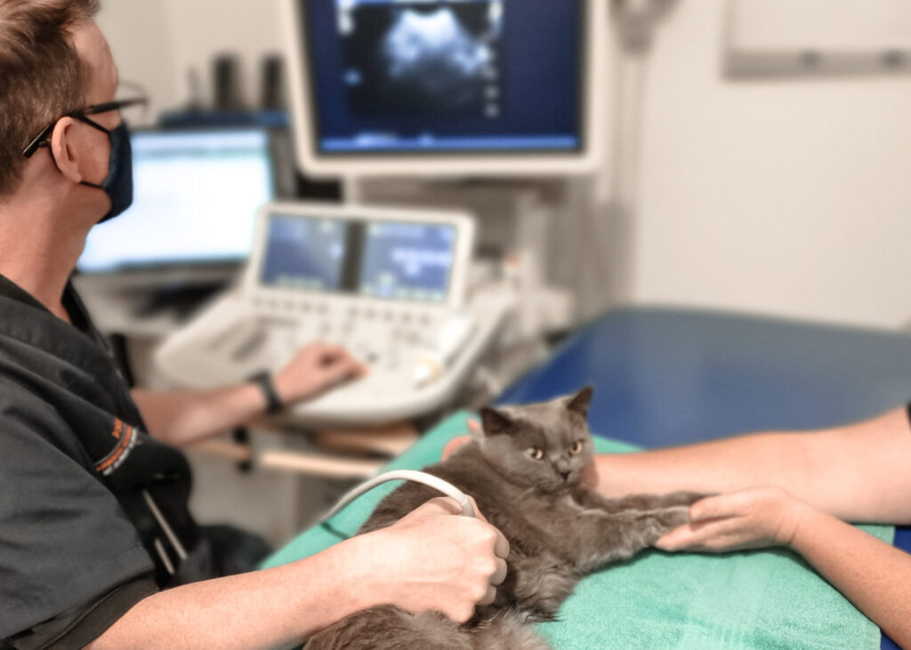 DR MIKE COLEMAN CONDUCTING AND ULTRASOUND ON A CAT AT OUR MT ALBERT SPECIALIST ANIMAL HOSPITAL