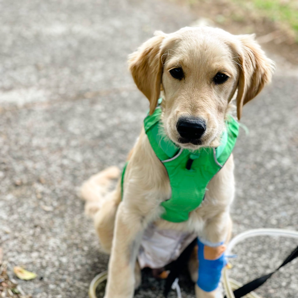 Marty, a gorgeous golden retriever puppy with ectopic ureters