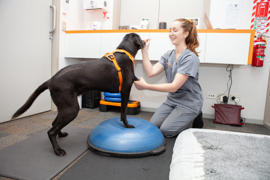 A canine physio session in progress