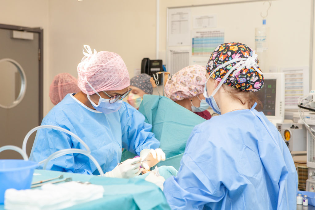 Dr Aparna Tikekar in surgery at our Mt Albert Specialist Animal Hospital