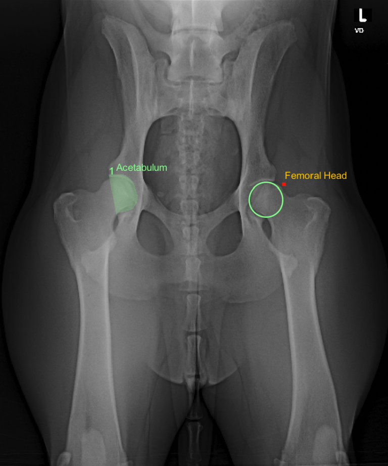 An X-Ray of a Canine Hip Joint