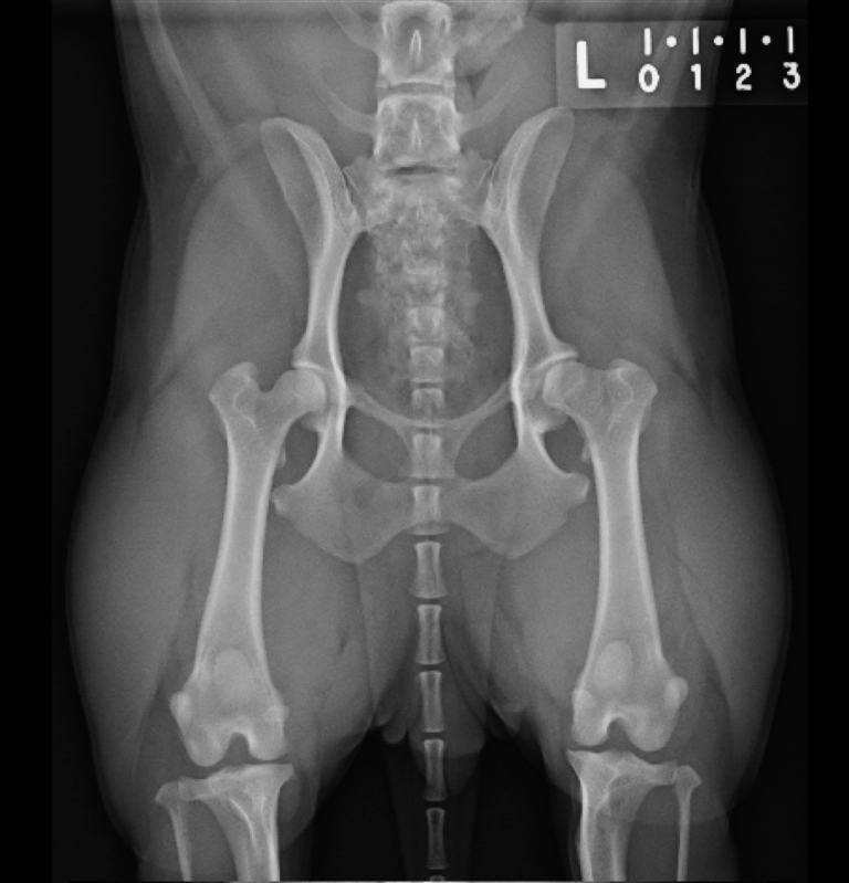 An X-Ray of a Canine Hip Joint
