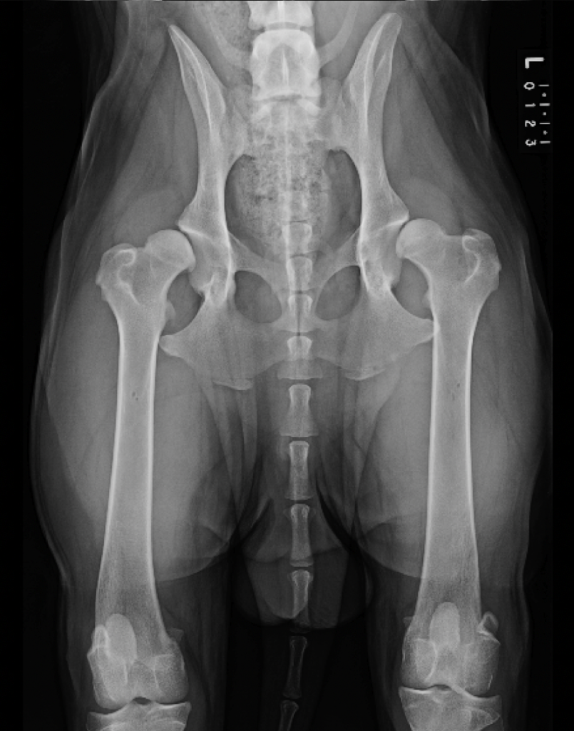 An X-Ray of a Canine Hip Joint