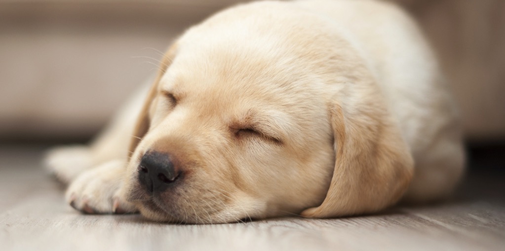 a labrador puppy lies asleep on the floor.