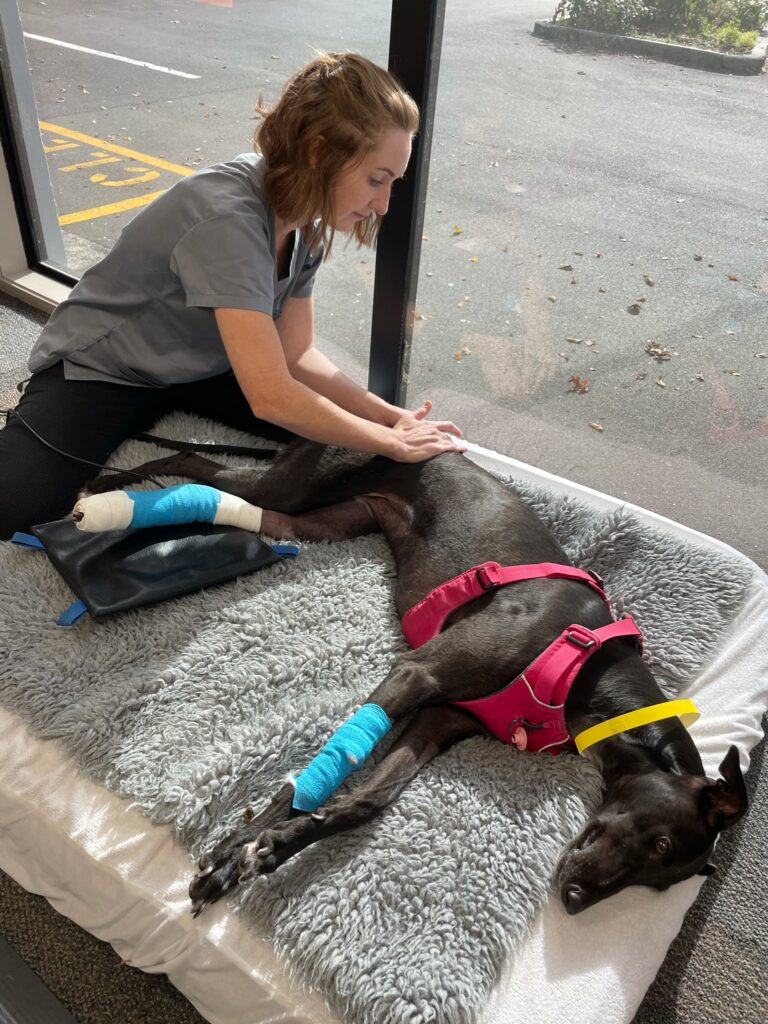 Veterinary Physiotherapist Ashley providing physiotherapy treatment to a Greyhound patient