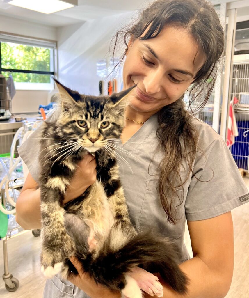 Veterinary Physiotherapist Saskia with a feline physiotherapy patient