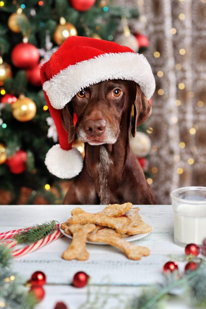 Dogs and Christmas dinner